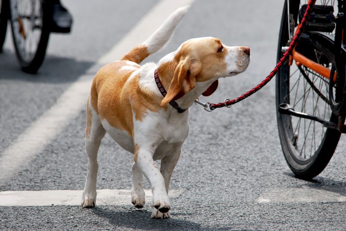 自転車で犬の散歩