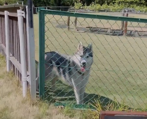 少し舌を出して立つ犬