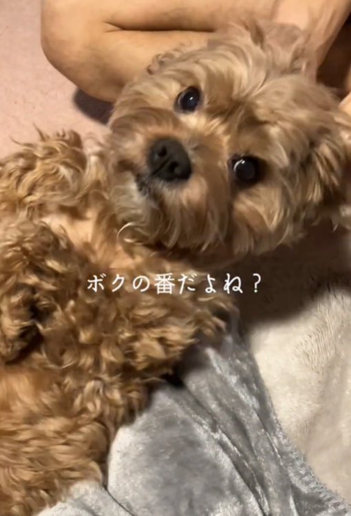 カメラ目線の犬2
