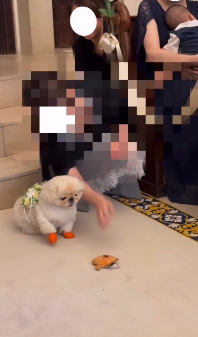 おもちゃで気を引くも…