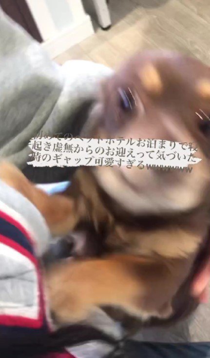 「飼い主さんが迎えにきてくれたんだ！」