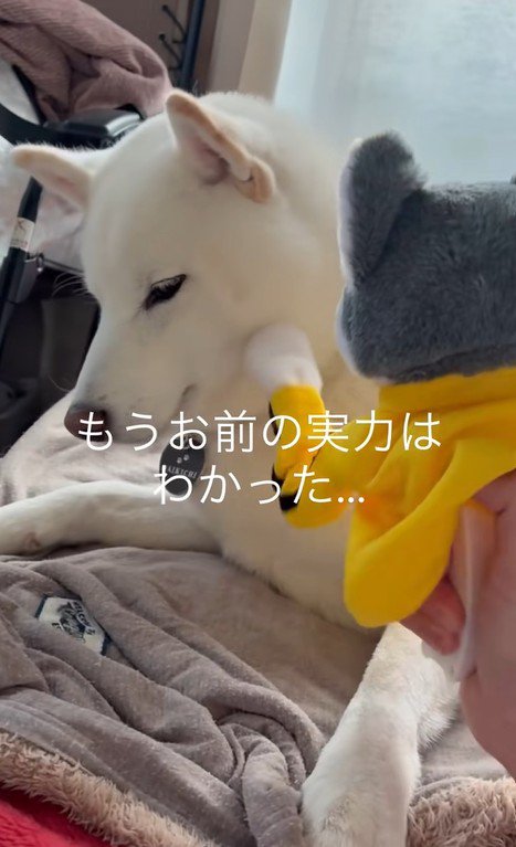 パンチするおもちゃVSだい吉くん8