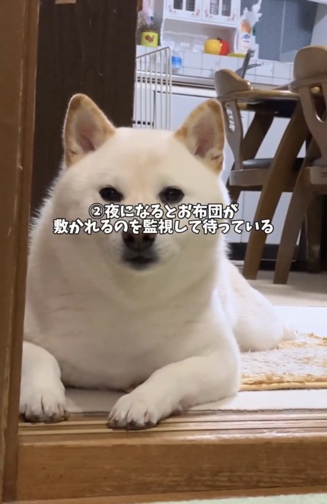 部屋の入り口からこちらを見つめる犬
