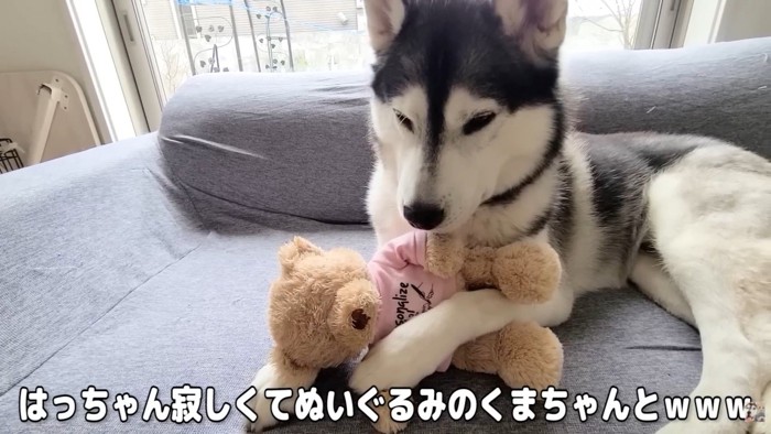はっちゃんは寂しそう