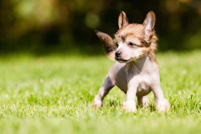 チャイニーズクレステッドドッグの子犬