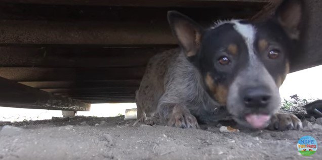 ゴミ収集容器の下にいる犬