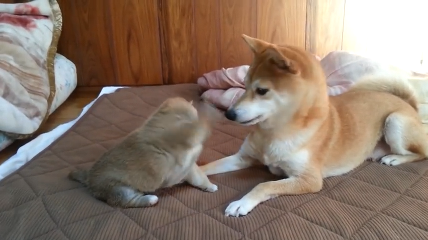 shiba2