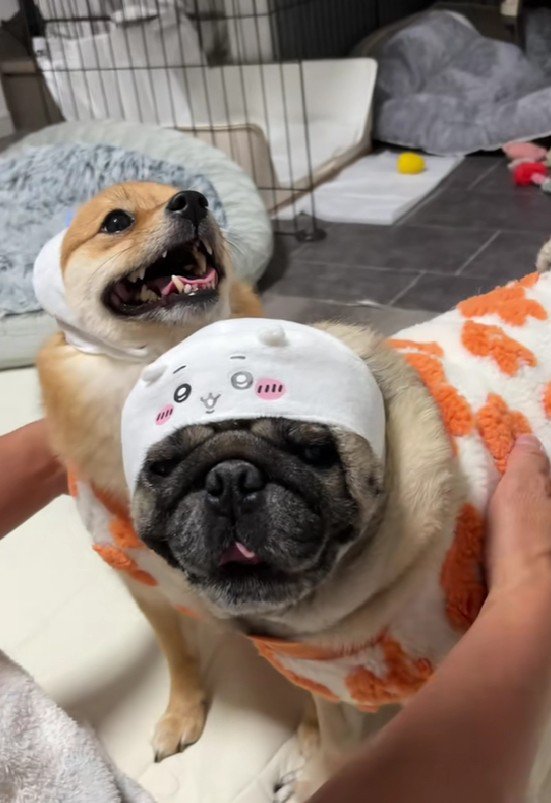 「迷惑になるから吠えちゃダメ」