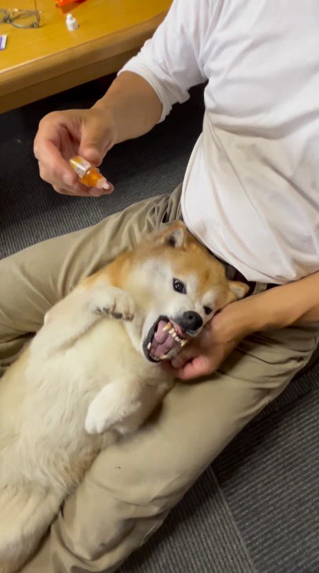 犬の顔の上に目薬を持ってくる飼い主