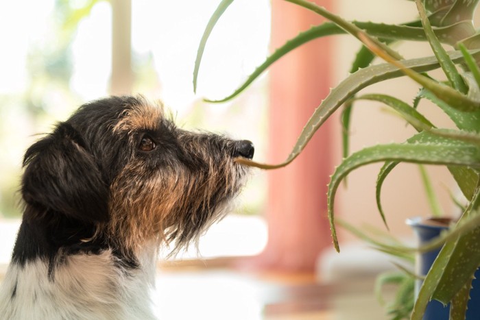 犬とアロエ