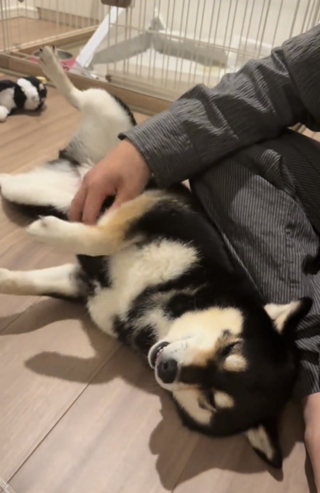 仰向けでくつろぐ犬