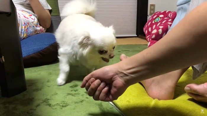 怒る犬とグーの手