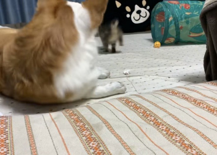 走っていく子猫を見るコーギー