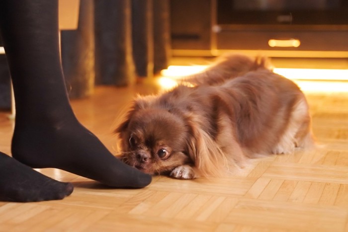 足のにおいをかぐ犬