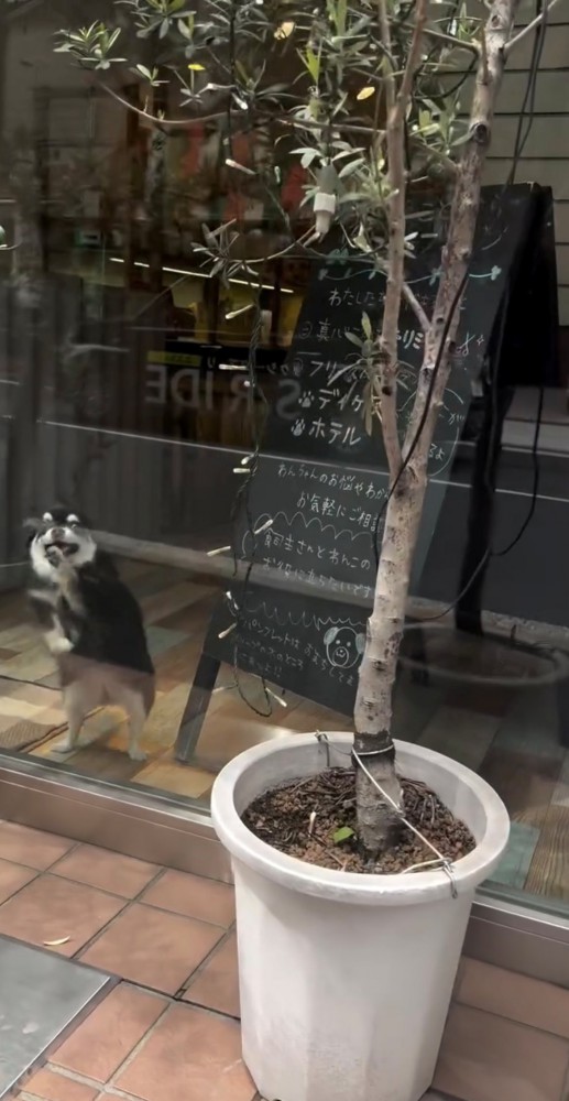 ガラス越しの犬と植木鉢