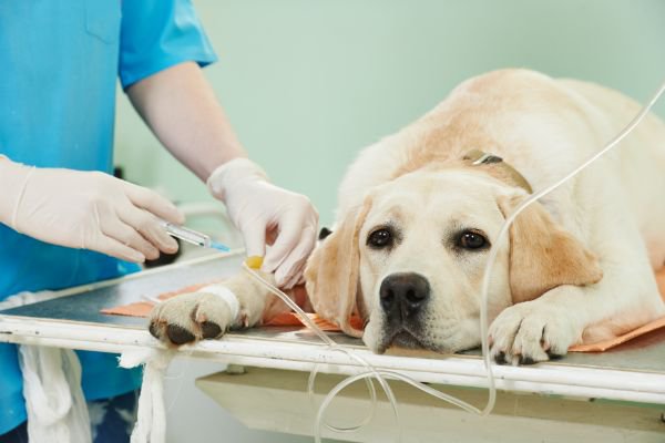 注射を打たれる犬