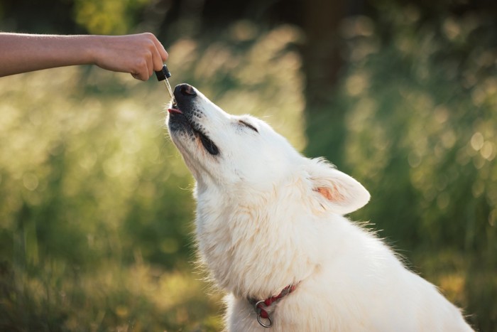 スポイトで水分をとる犬