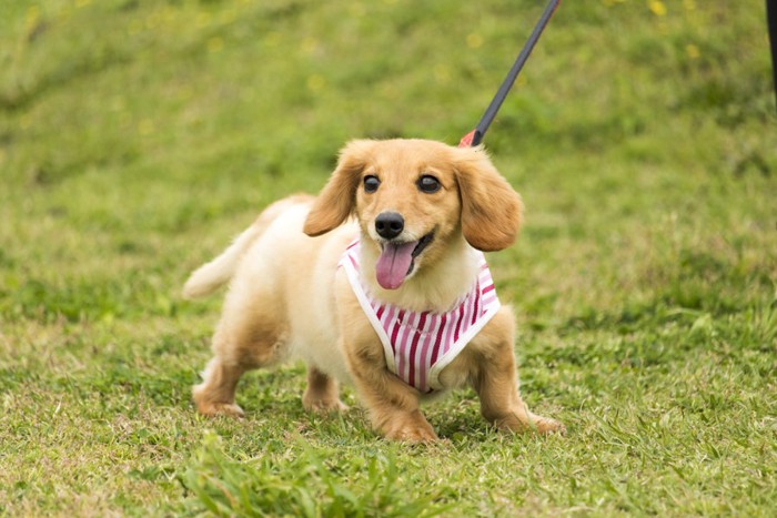 散歩中の犬