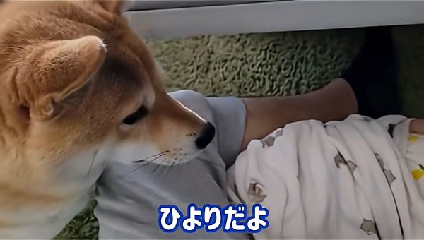 わらびちゃんに教えるパパ