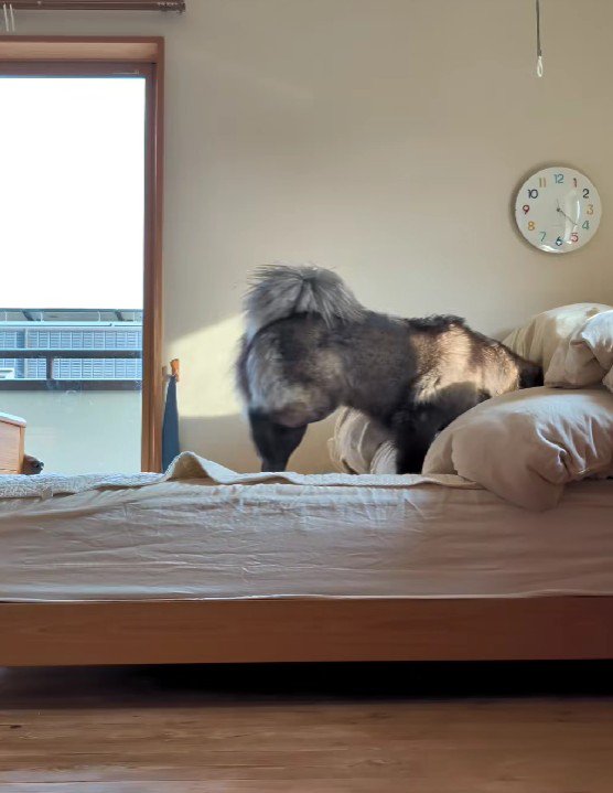 クララちゃんもベッドを探索