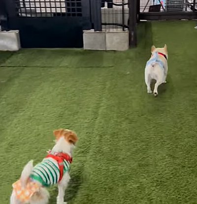 ドッグランで遊ぶ犬たち
