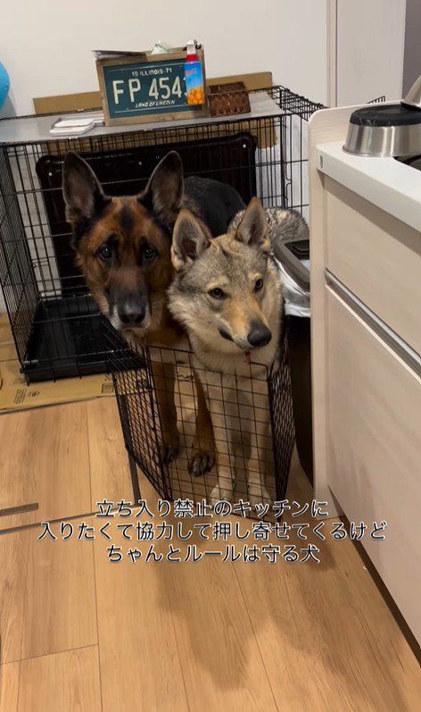 キッチンに入りたいダズくん＆ベネッタちゃん2