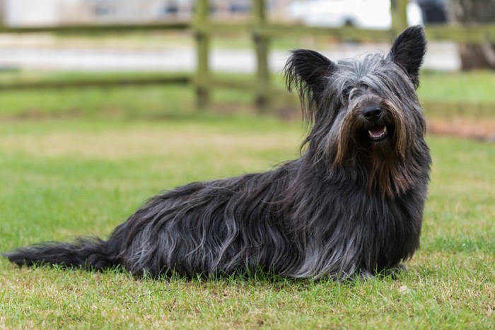 笑顔の犬