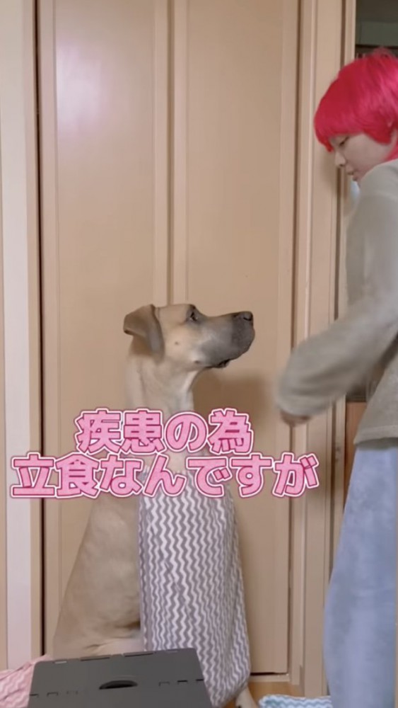 座ってごはんを待つ犬