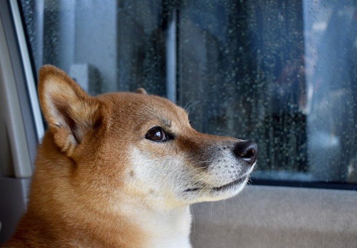 緊張した柴犬の横顔