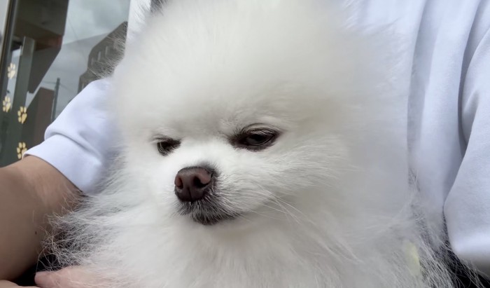 飼い主の腕の中で下を向く犬