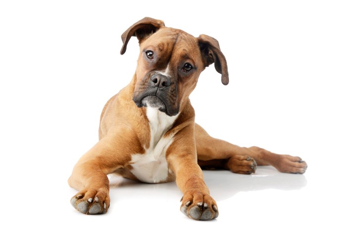 伏せたまま首を傾げるボクサーの子犬