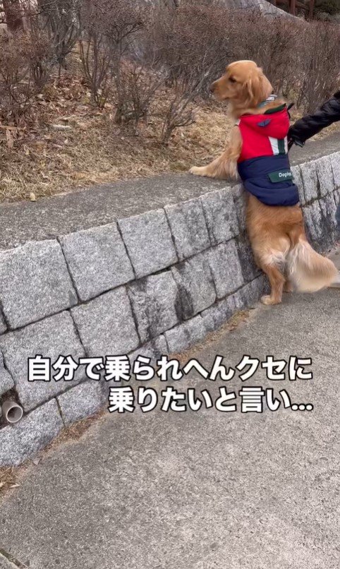 高いところに登りたがる空くん