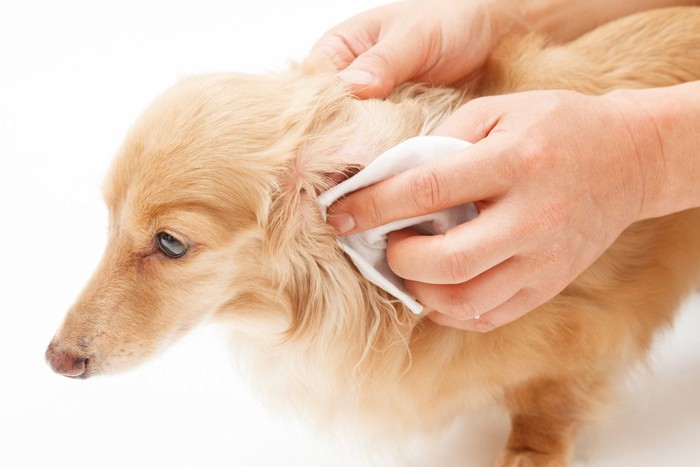 大人しく耳掃除をされる犬