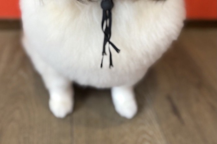 胸毛もフワフワに…!