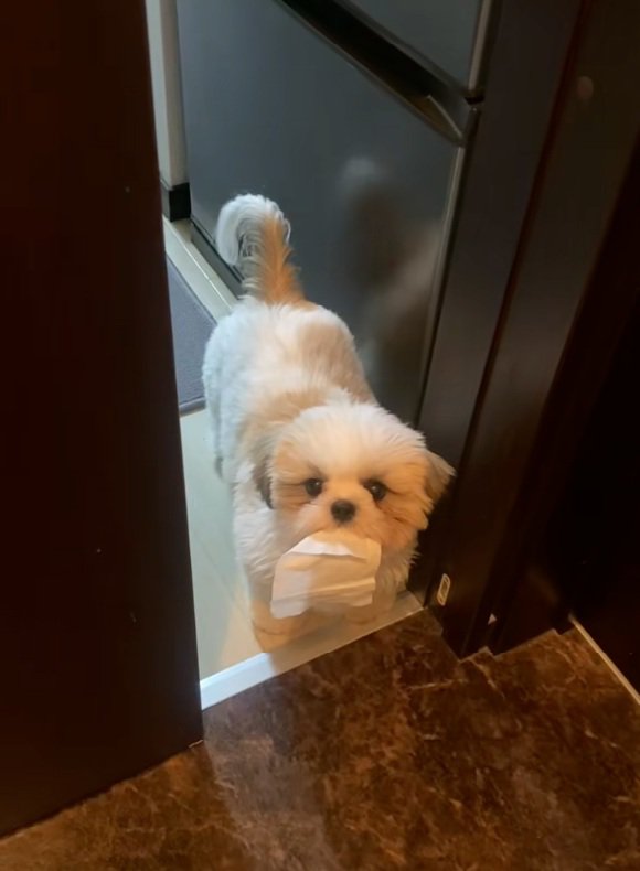 飼い主さんを見るよもぎくん