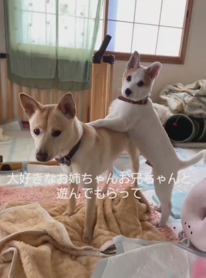 他の犬との交流も