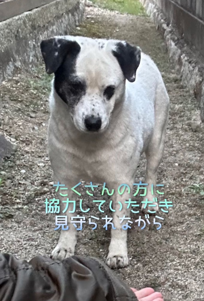 手を見つめる野良犬