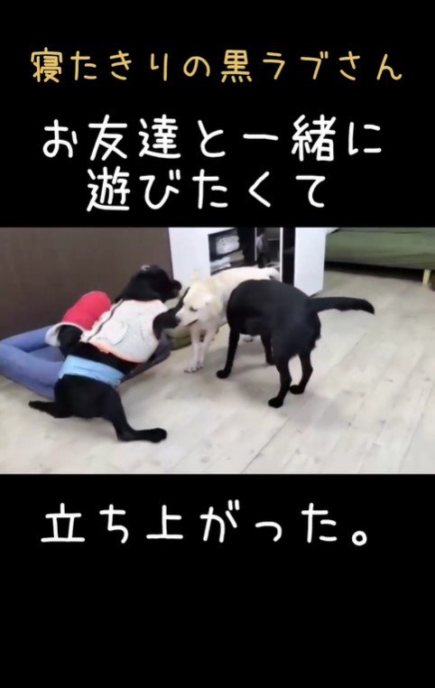 老犬たちが起こす奇跡4