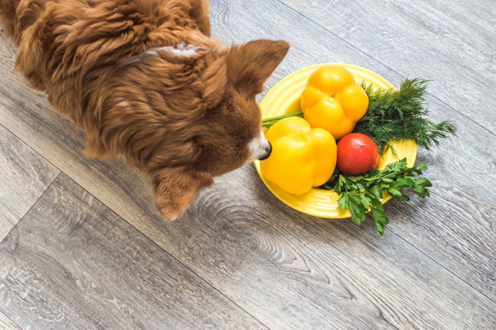 夏野菜と犬