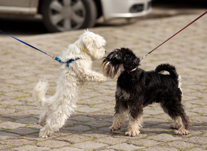 挨拶する犬たち