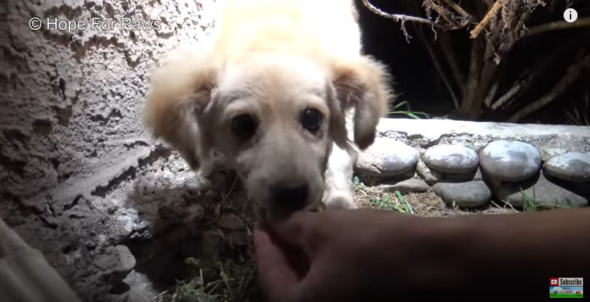 手から食べる犬