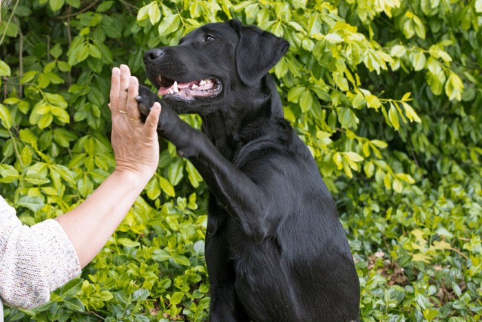 ハイタッチする黒い犬