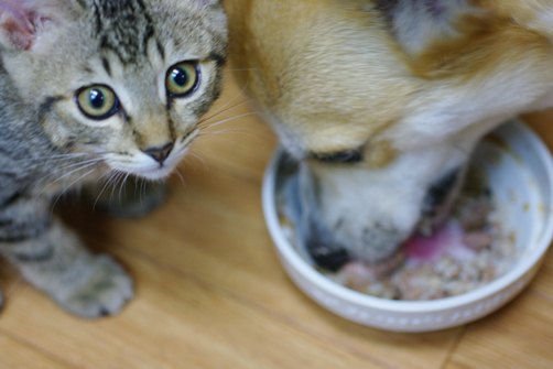 コーギーのジンちゃんと子猫