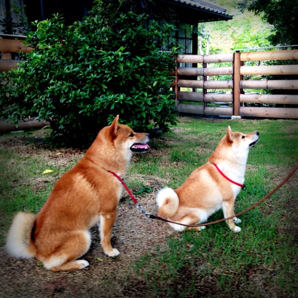 ２匹で待つ柴犬