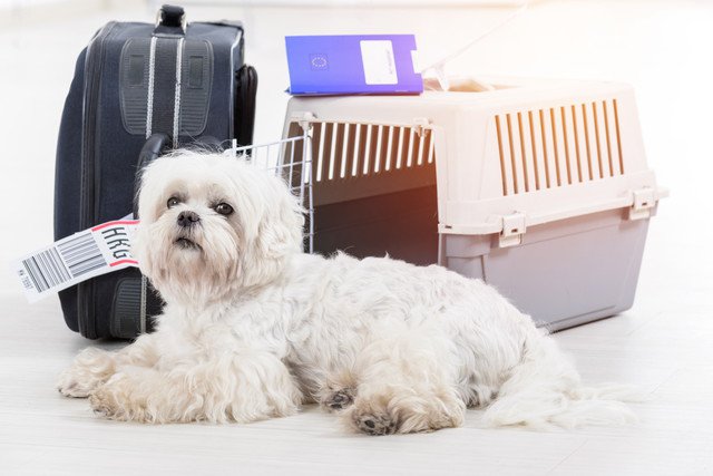 キャリーケースの前に座る犬