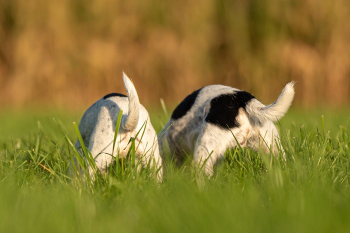 遊ぶ2匹の子犬のお尻