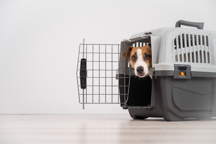 クレートから顔を出す犬
