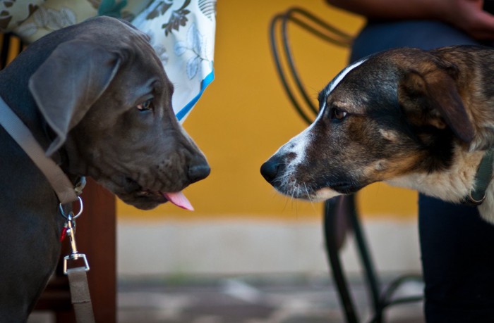 向き合う二匹の犬