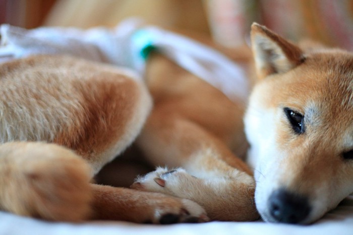 元気のない柴犬