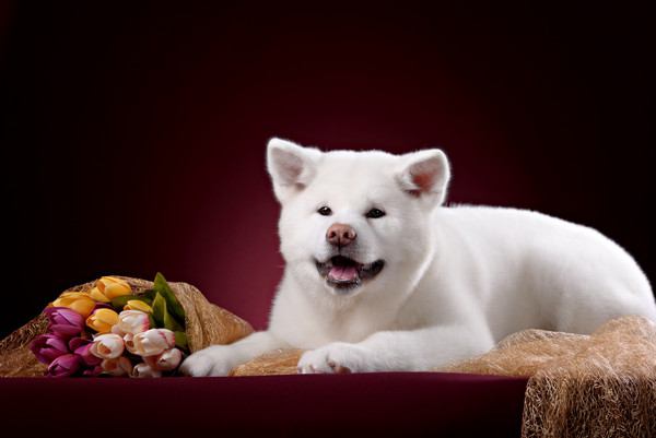 白毛の秋田犬